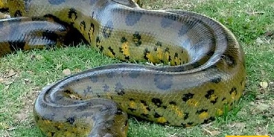 Incredible Discovery: Giant 8-Meter, 250-Kilogram Snake Found in a Factory + Photos