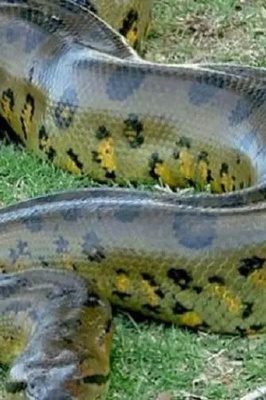 Incredible Discovery: Giant 8-Meter, 250-Kilogram Snake Found in a Factory + Photos