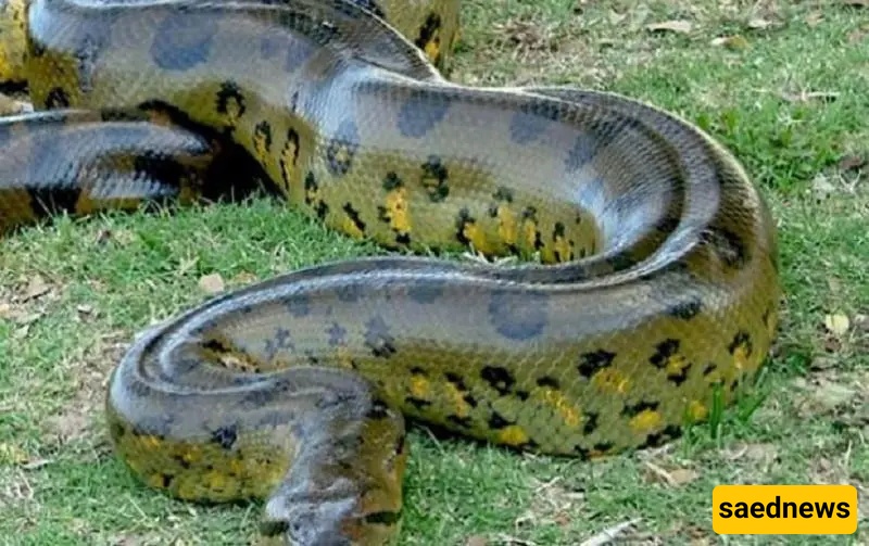 Incredible Discovery: Giant 8-Meter, 250-Kilogram Snake Found in a Factory + Photos