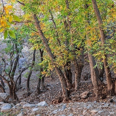 Autumn Colors Transform Iran’s Khan Valley into a Canvas of Beauty