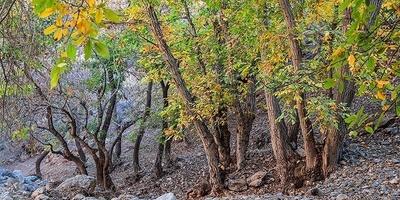 Autumn Colors Transform Iran’s Khan Valley into a Canvas of Beauty