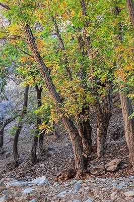 Autumn Colors Transform Iran’s Khan Valley into a Canvas of Beauty
