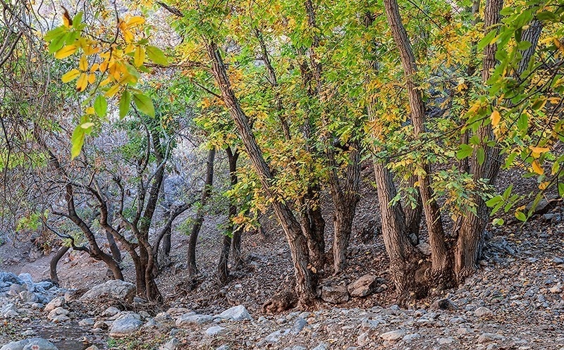 Autumn Colors Transform Iran’s Khan Valley into a Canvas of Beauty