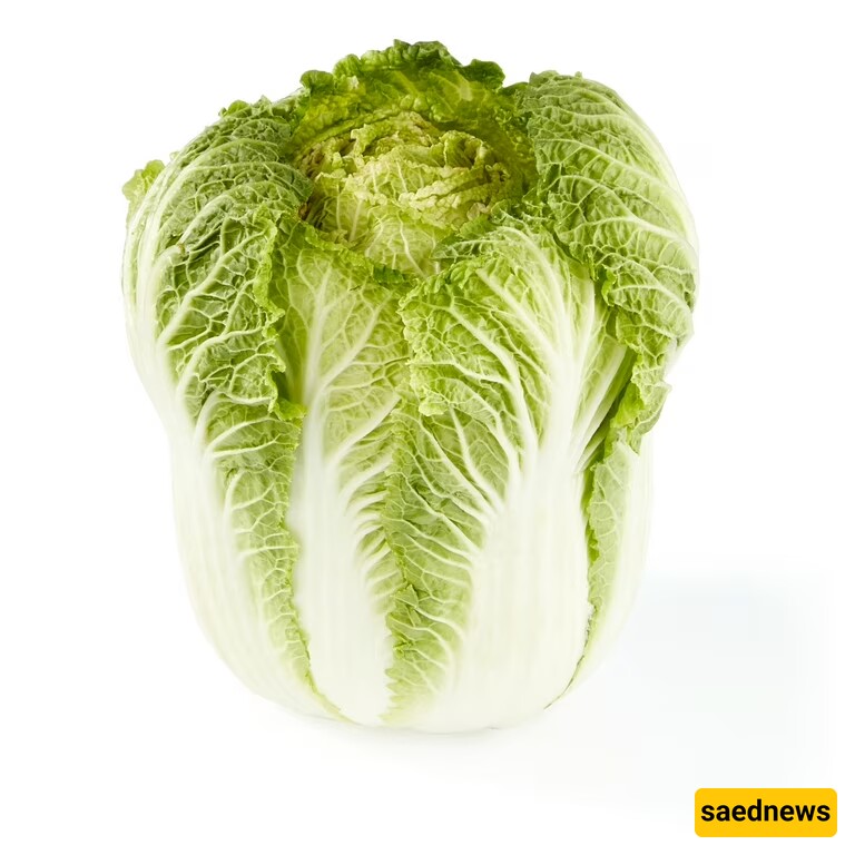 Napa Cabbage