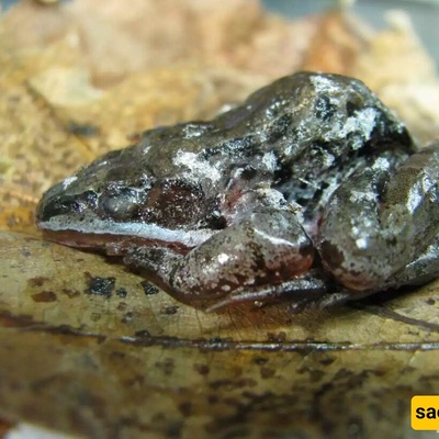 The Strange Secret of Animals That Freeze Without Dying!