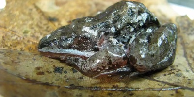 The Strange Secret of Animals That Freeze Without Dying!