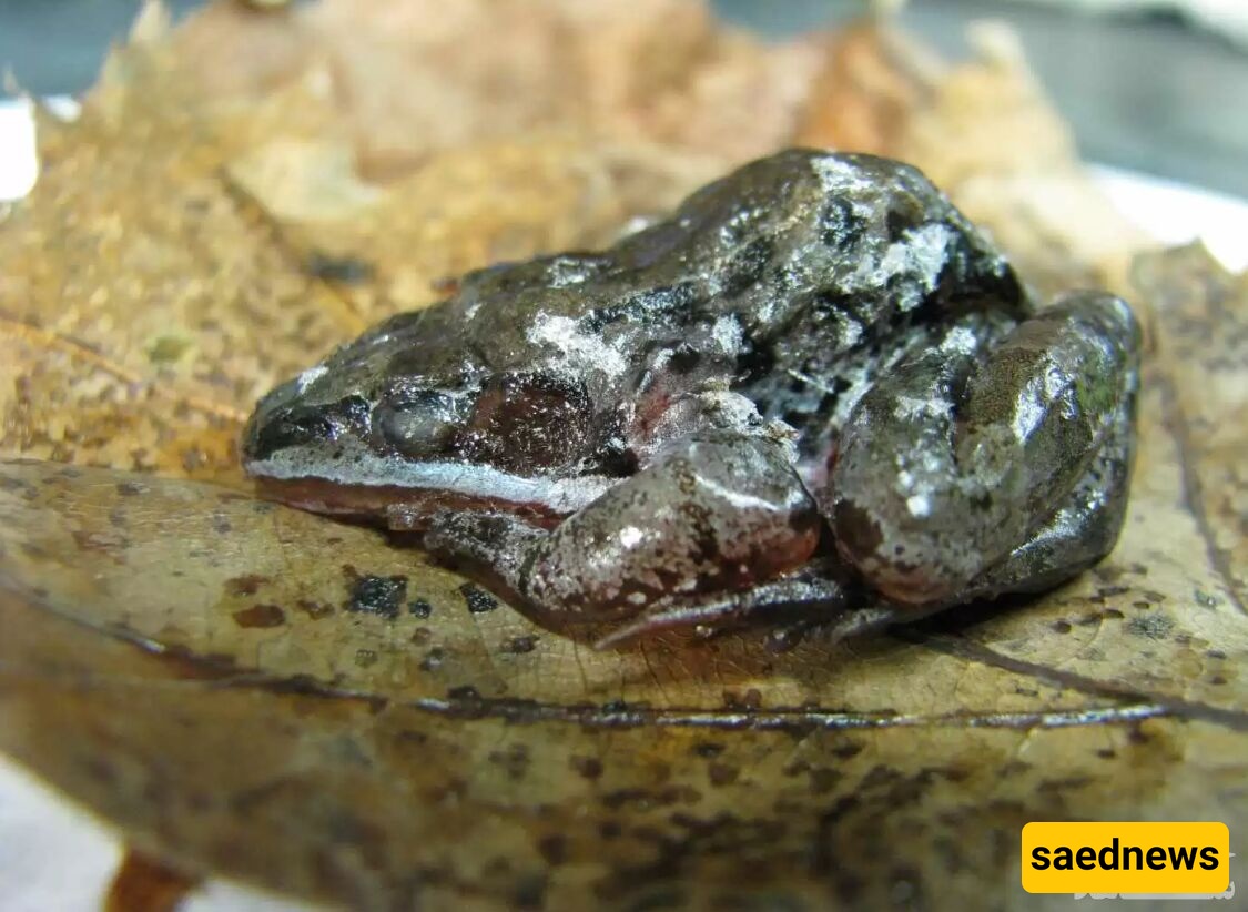 The Strange Secret of Animals That Freeze Without Dying!