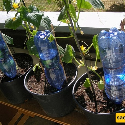 Join Us on a Captivating Journey with a Passionate Plant Lover
