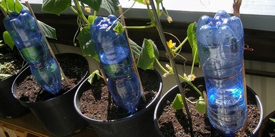 Join Us on a Captivating Journey with a Passionate Plant Lover