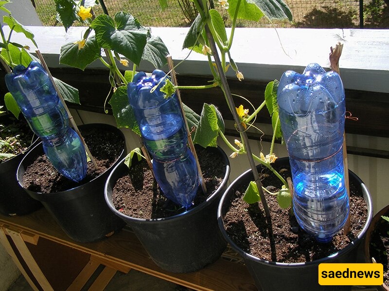 Join Us on a Captivating Journey with a Passionate Plant Lover