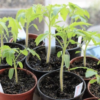 How to Choose a Healthy Seedling When Buying