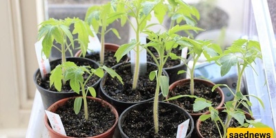 How to Choose a Healthy Seedling When Buying