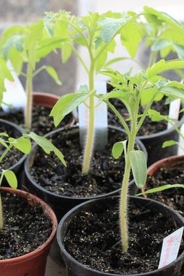 How to Choose a Healthy Seedling When Buying