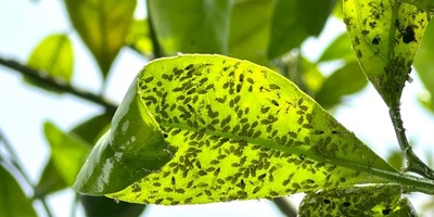 How to Get Rid of Tree Aphids: Effective Ways to Control and Remove Them
