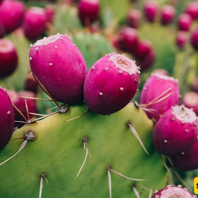 How to Grow and Care for Prickly Pear Fig