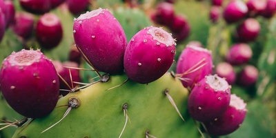 How to Grow and Care for Prickly Pear Fig