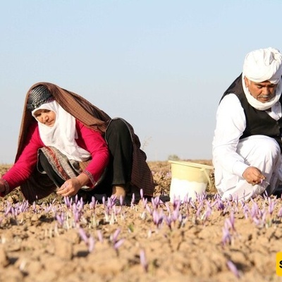 FAO and Mashhad University Join Forces to Boost Iran’s Saffron Market