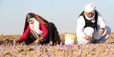 FAO and Mashhad University Join Forces to Boost Iran’s Saffron Market