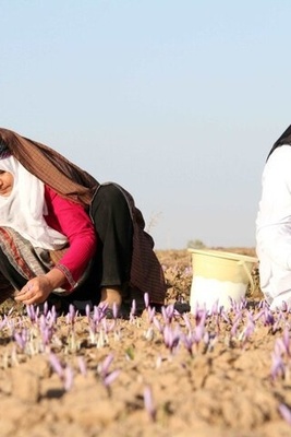 FAO and Mashhad University Join Forces to Boost Iran’s Saffron Market