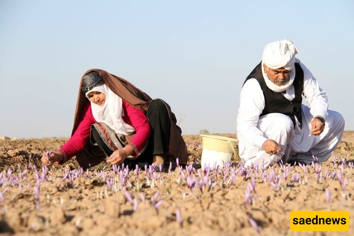 FAO and Mashhad University Join Forces to Boost Iran’s Saffron Market