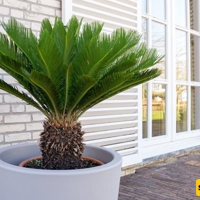 How to Grow and Care for Cycas