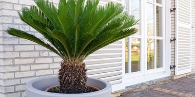 How to Grow and Care for Cycas