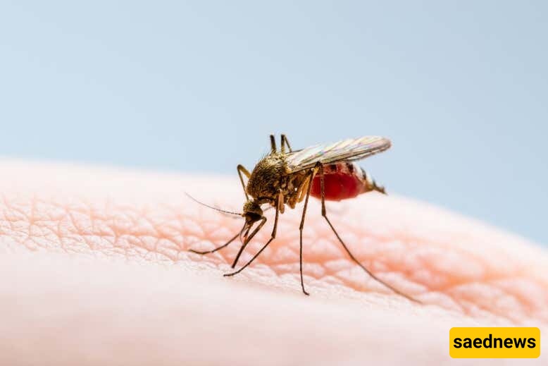 Mosquito