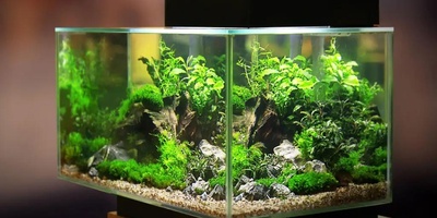 Choosing the Right Plants for Your Aquarium