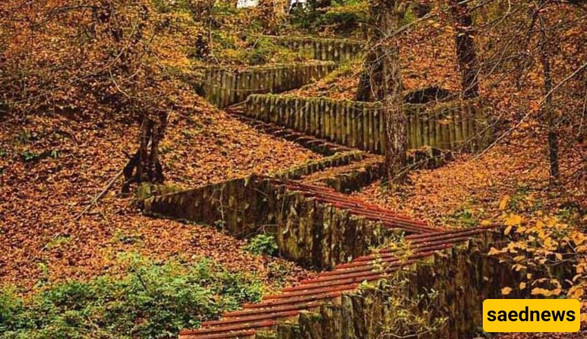  Kashpel Forest