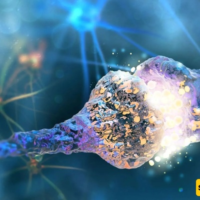 Discovery of the Brain’s Flexibility Switch: A Chemical That Determines Whether You Keep a Bad Habit or Break It