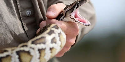 The Strange Story of a 2-Meter Python Becoming Addicted