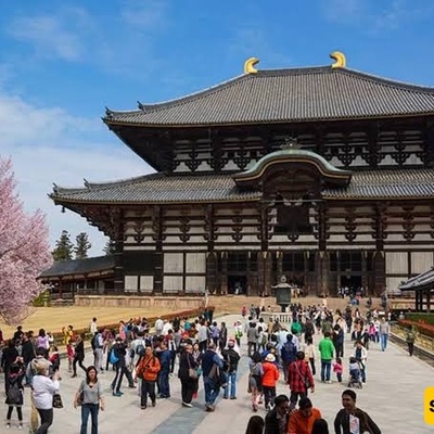Nara Park: Japan’s Sacred Sanctuary of Free-Roaming Deer