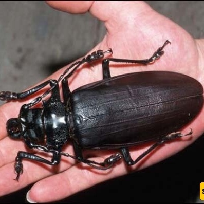 Zoologists Stunned by Exciting Discovery of a Giant Deep-Sea Water Beetle—Fascinating, Right? +Photos