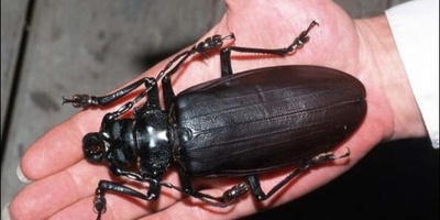 Zoologists Stunned by Exciting Discovery of a Giant Deep-Sea Water Beetle—Fascinating, Right? +Photos