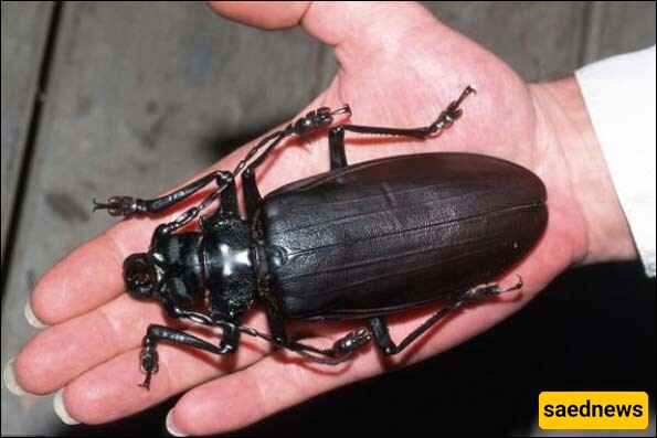 Zoologists Stunned by Exciting Discovery of a Giant Deep-Sea Water Beetle—Fascinating, Right? +Photos