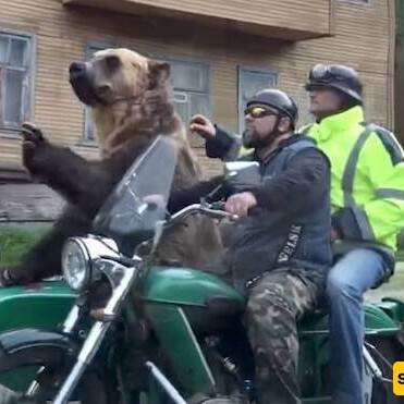 A Giant Bear Riding a Motorcycle in the Streets of Russia + video / What Would You Do if You Saw Such a Scene?