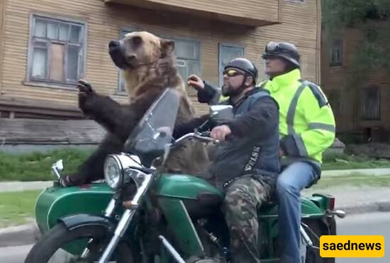 A Giant Bear Riding a Motorcycle in the Streets of Russia + video / What Would You Do if You Saw Such a Scene?