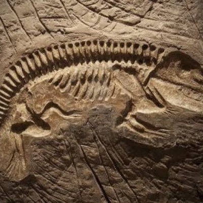How to Make Fossils: A Complete Guide to Creating Natural and Artificial Fossils