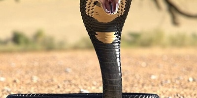 Get to Know Iran’s Most Venomous Snake Better!
