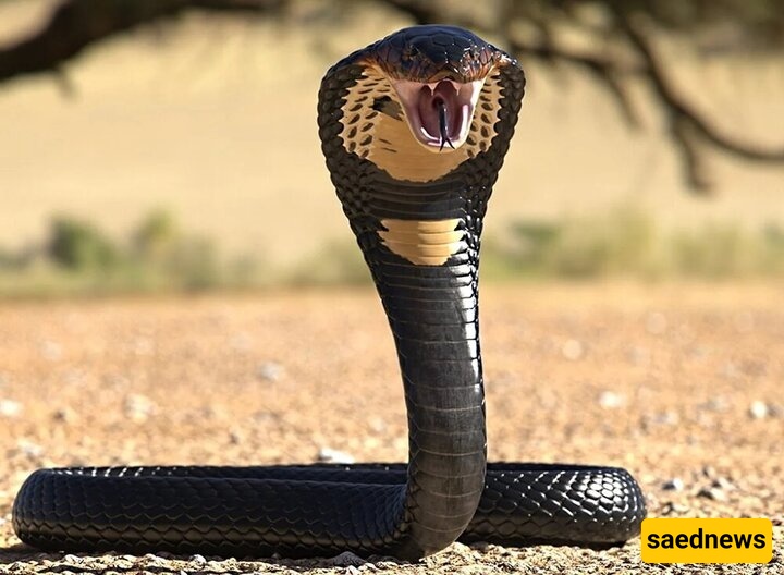 Get to Know Iran’s Most Venomous Snake Better!