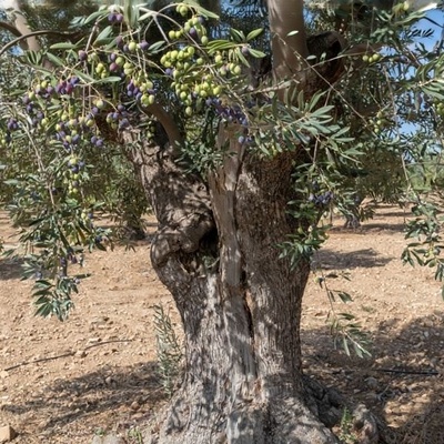 Complete Guide to Growing and Cultivating Olive Trees: From Seed to Harvest