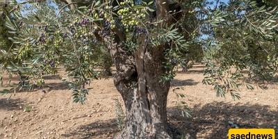 Complete Guide to Growing and Cultivating Olive Trees: From Seed to Harvest