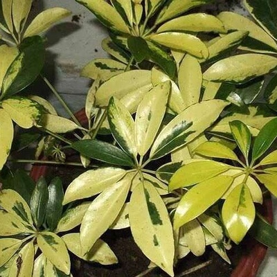 How to Care for and Grow Schefflera (Umbrella Plant)