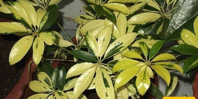 How to Care for and Grow Schefflera (Umbrella Plant)