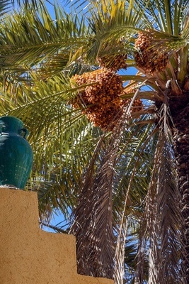 Dayrestan Village on Qeshm Island Celebrates Second Agricultural Nowruz Festival