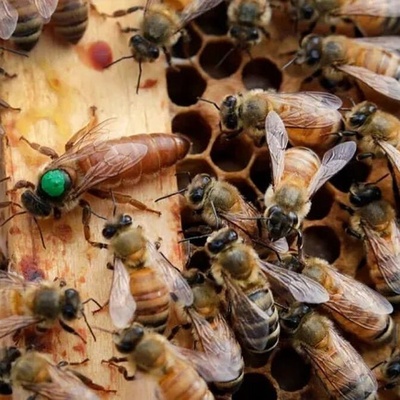 A Remarkable Discovery in Recording and Translating Queen Bee Communication Sounds