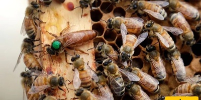A Remarkable Discovery in Recording and Translating Queen Bee Communication Sounds