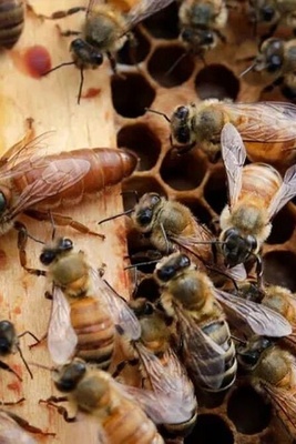 A Remarkable Discovery in Recording and Translating Queen Bee Communication Sounds