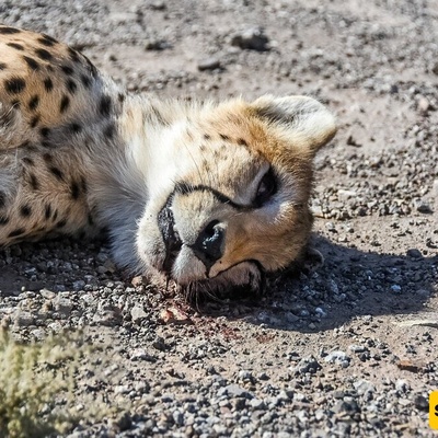 The World’s Saddest Mother, Still Unaware That Her Baby Has Died
