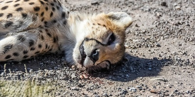 The World’s Saddest Mother, Still Unaware That Her Baby Has Died